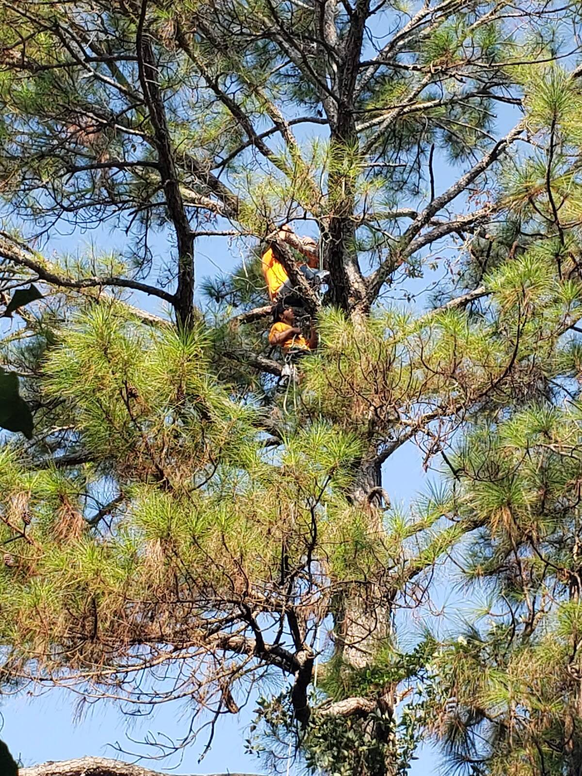 Climber in orange and yellow hi-vis gear high in a pine tree against a blue sky