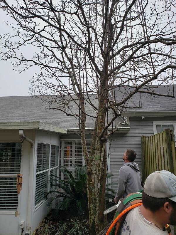 Two workers, one carrying a chainsaw and orange rope, beside a bare multi-trunk tree next to a gray-sided house