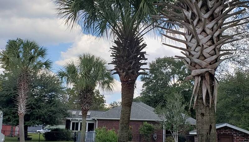 Palm trees with trimmed trunks in front of a brick ranch house under a cloudy sky