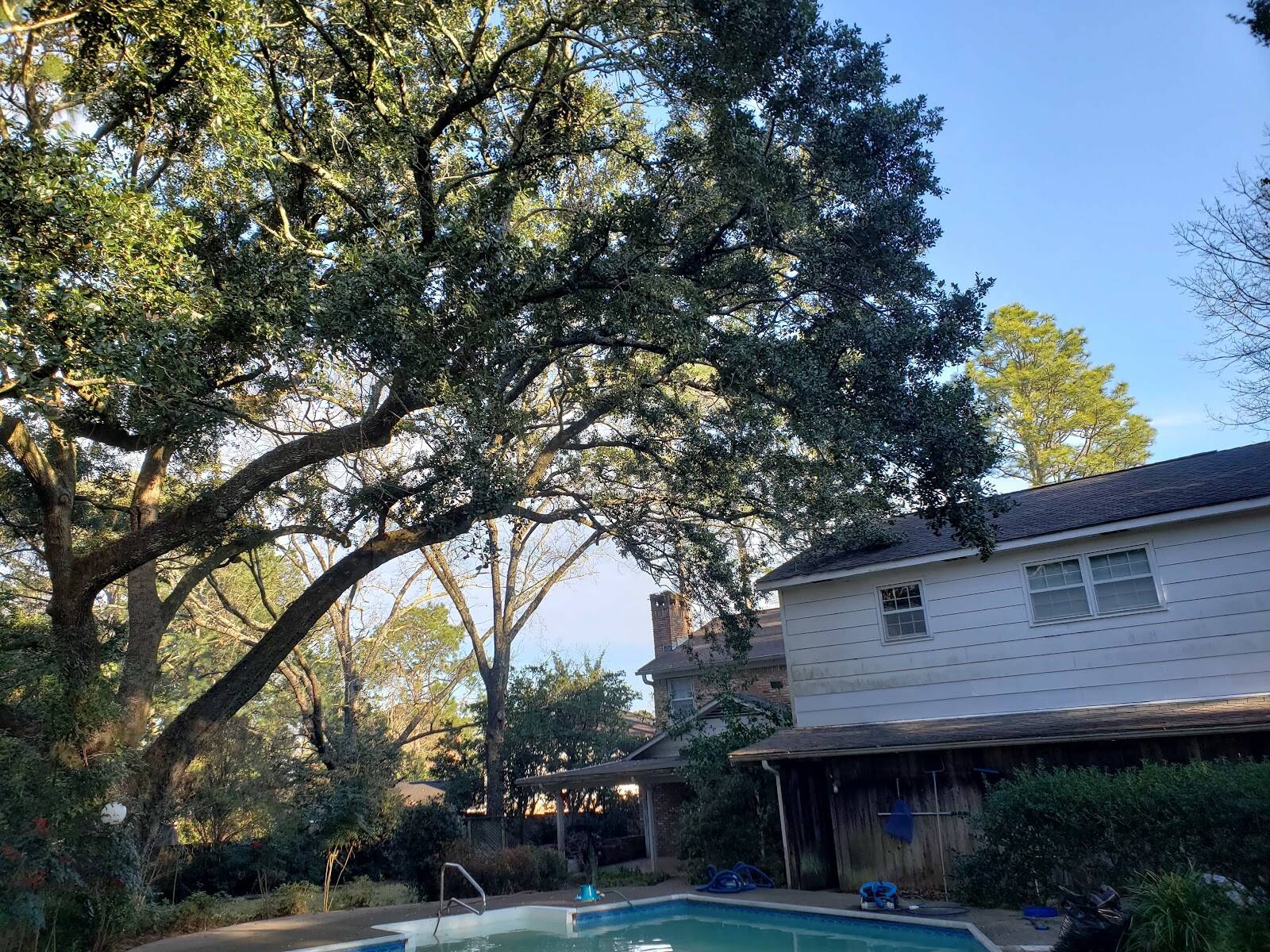 Big live oak limbs arching over a backyard pool and a two-story house