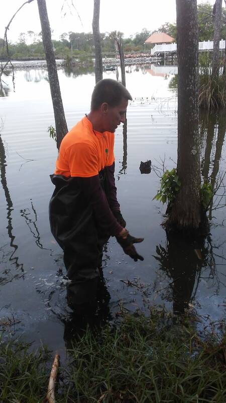 Worker in an orange hi-vis shirt and chest waders standing in water beside cypress trunks